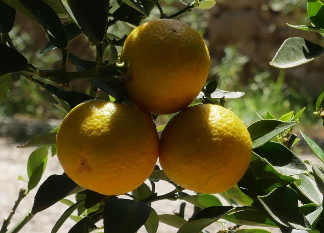 Maison D'Hotes Le Mas Des Vignes Ξενοδοχείο Rochegude  Εξωτερικό φωτογραφία