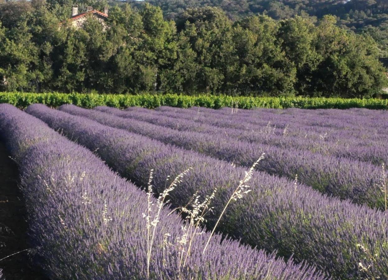 Maison D'Hotes Le Mas Des Vignes Ξενοδοχείο Rochegude  Εξωτερικό φωτογραφία